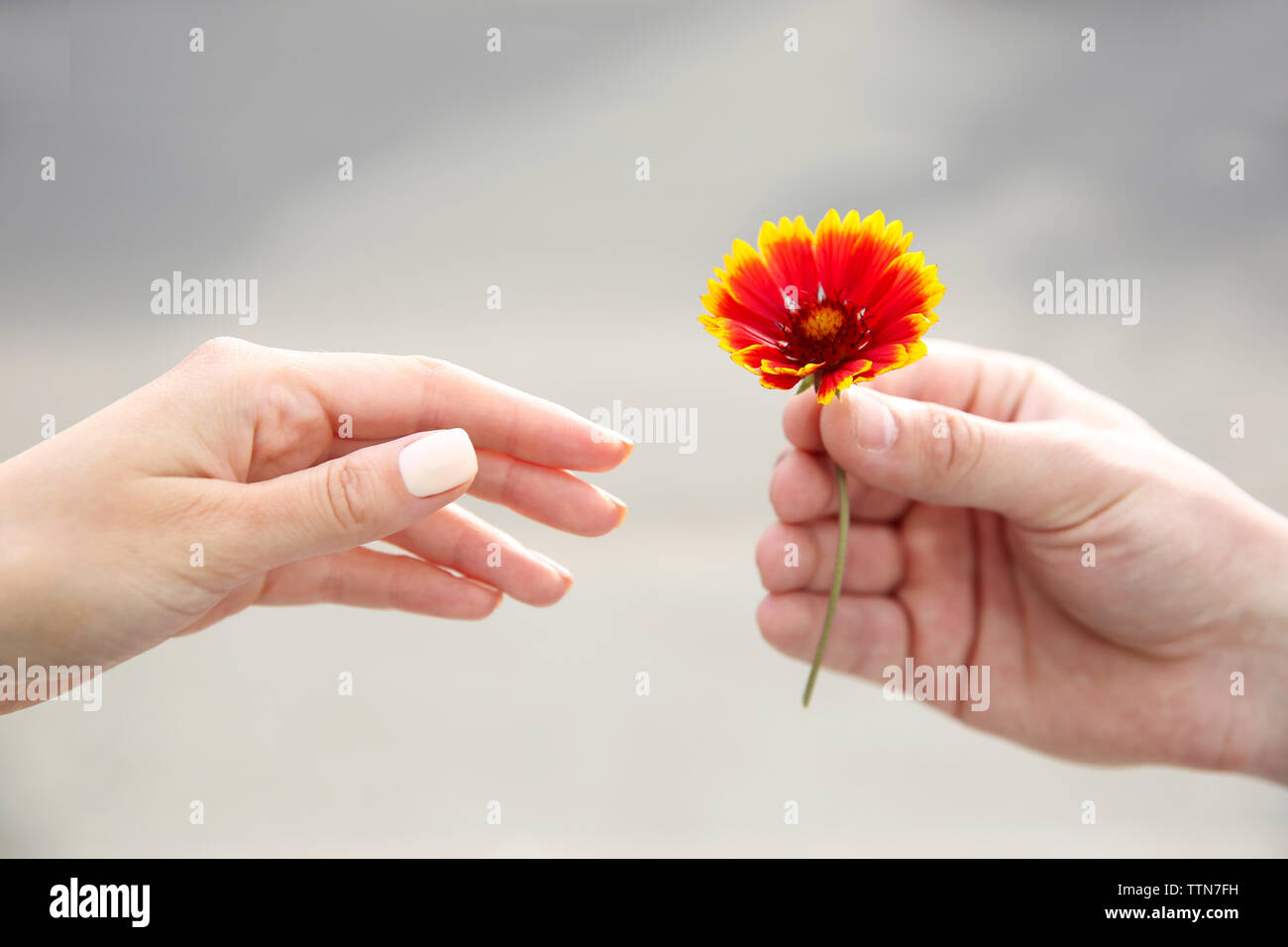 Blume und menschlichen Händen auf unscharfen Hintergrund Stockfoto