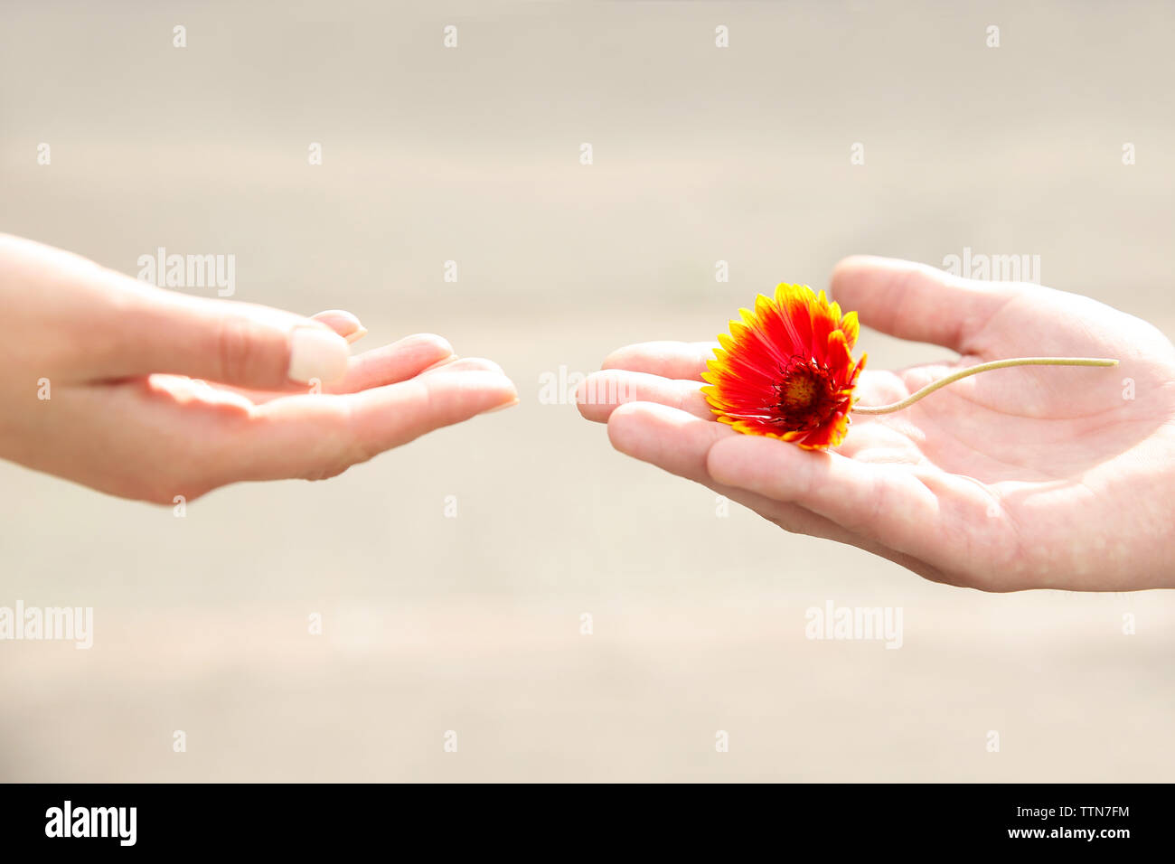 Blume und menschlichen Händen auf unscharfen Hintergrund Stockfoto