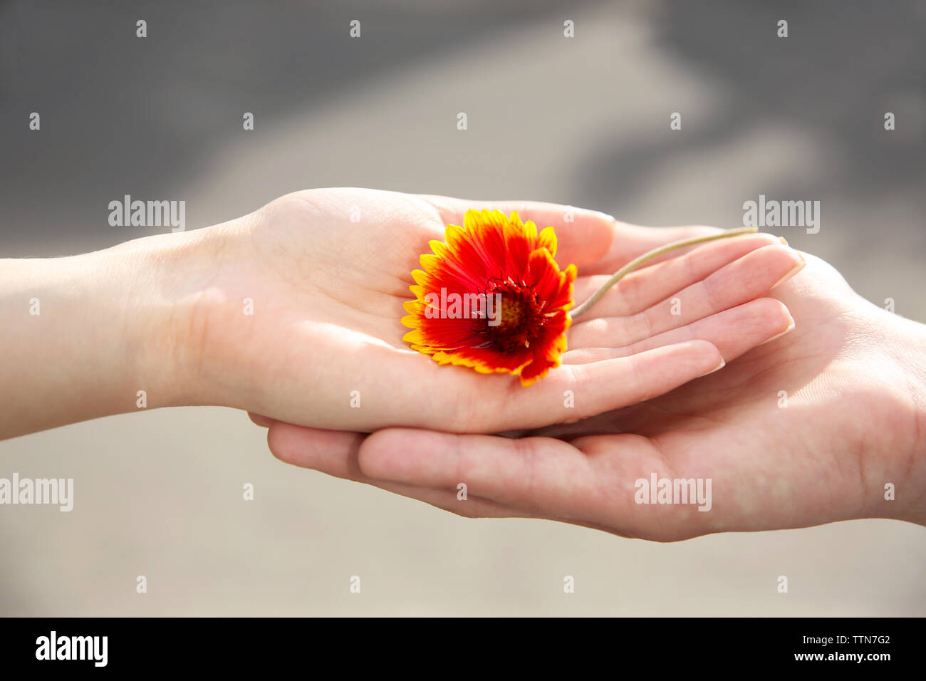 Blume und menschlichen Händen auf unscharfen Hintergrund Stockfoto