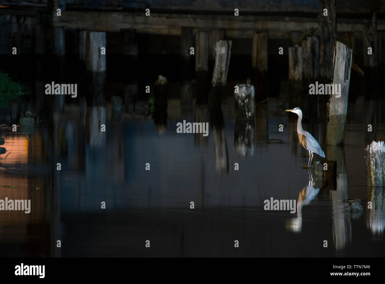 Hohe Betrachtungswinkel von Heron hocken im See bei Nacht Stockfoto