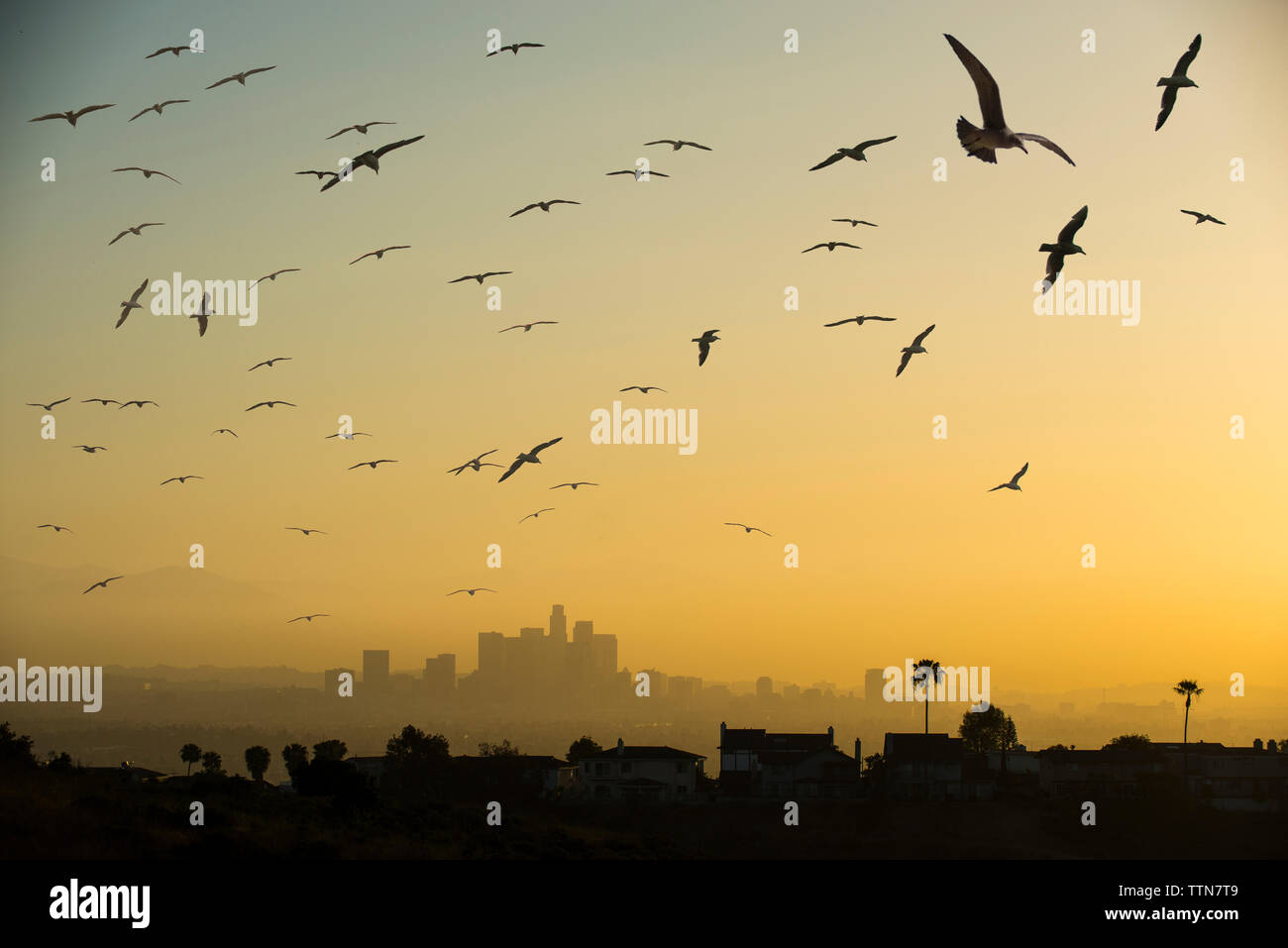 Low Angle View von Silhouette Vögel gegen Himmel fliegen in die Stadt bei Sonnenuntergang Stockfoto