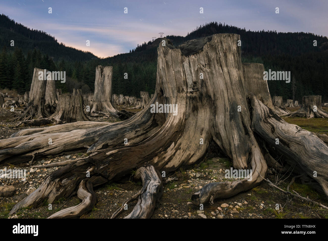 Baumstümpfen gegen Berge Stockfoto