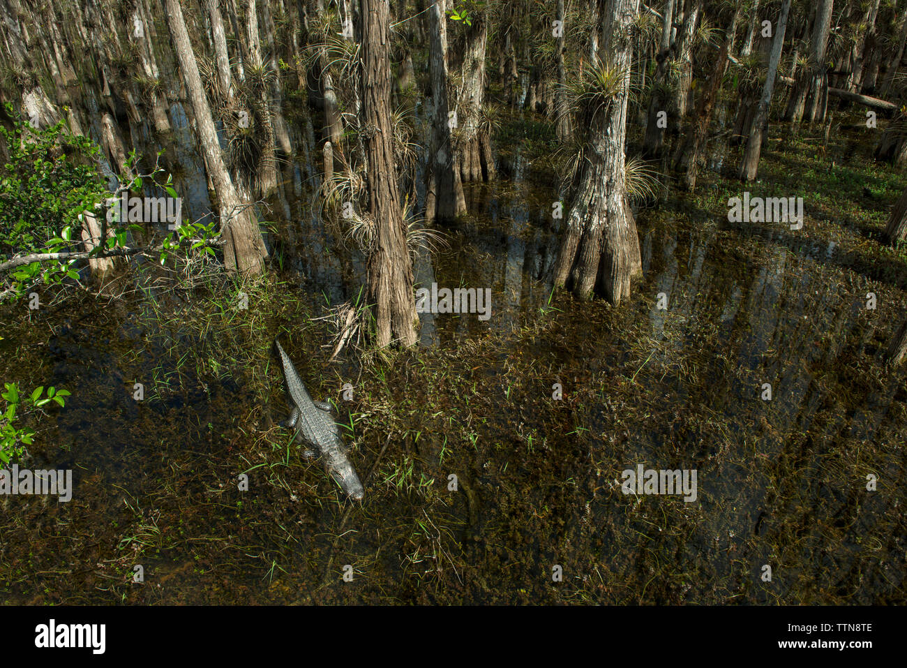 Hohen winkel Blick auf die Bäume und Krokodil in Sumpf am Wald Stockfoto