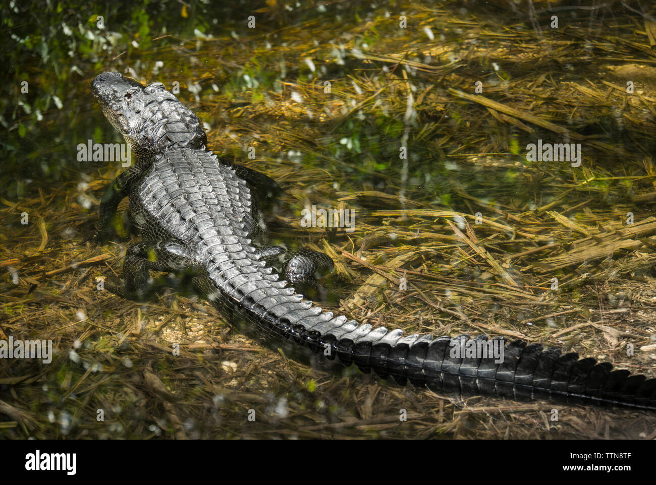 Krokodil in Sumpf am Wald Stockfoto