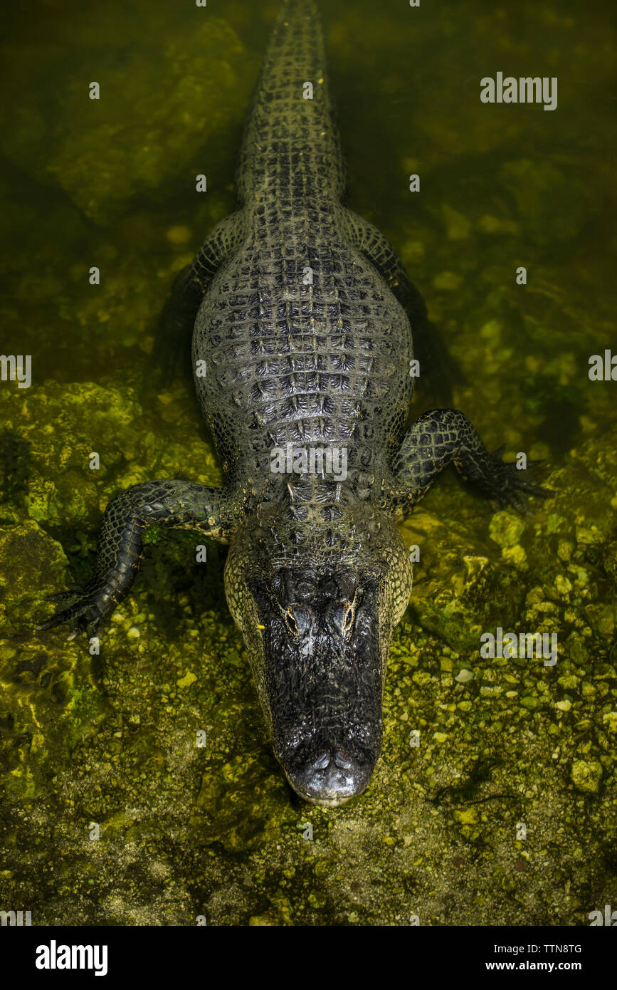 Hohe Betrachtungswinkel von Krokodil in Moosigen Sumpf am Wald Stockfoto