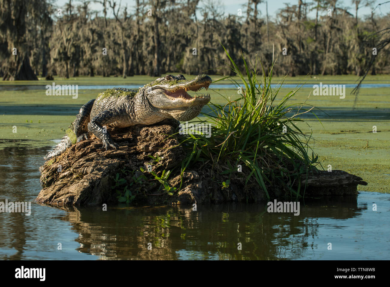 Alligator mit offenem Mund auf Treibholz im See Martin Stockfoto