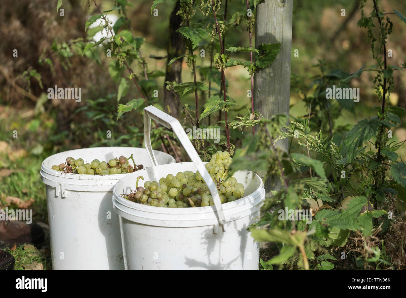 Traube in Eimern am Weinberg Stockfoto