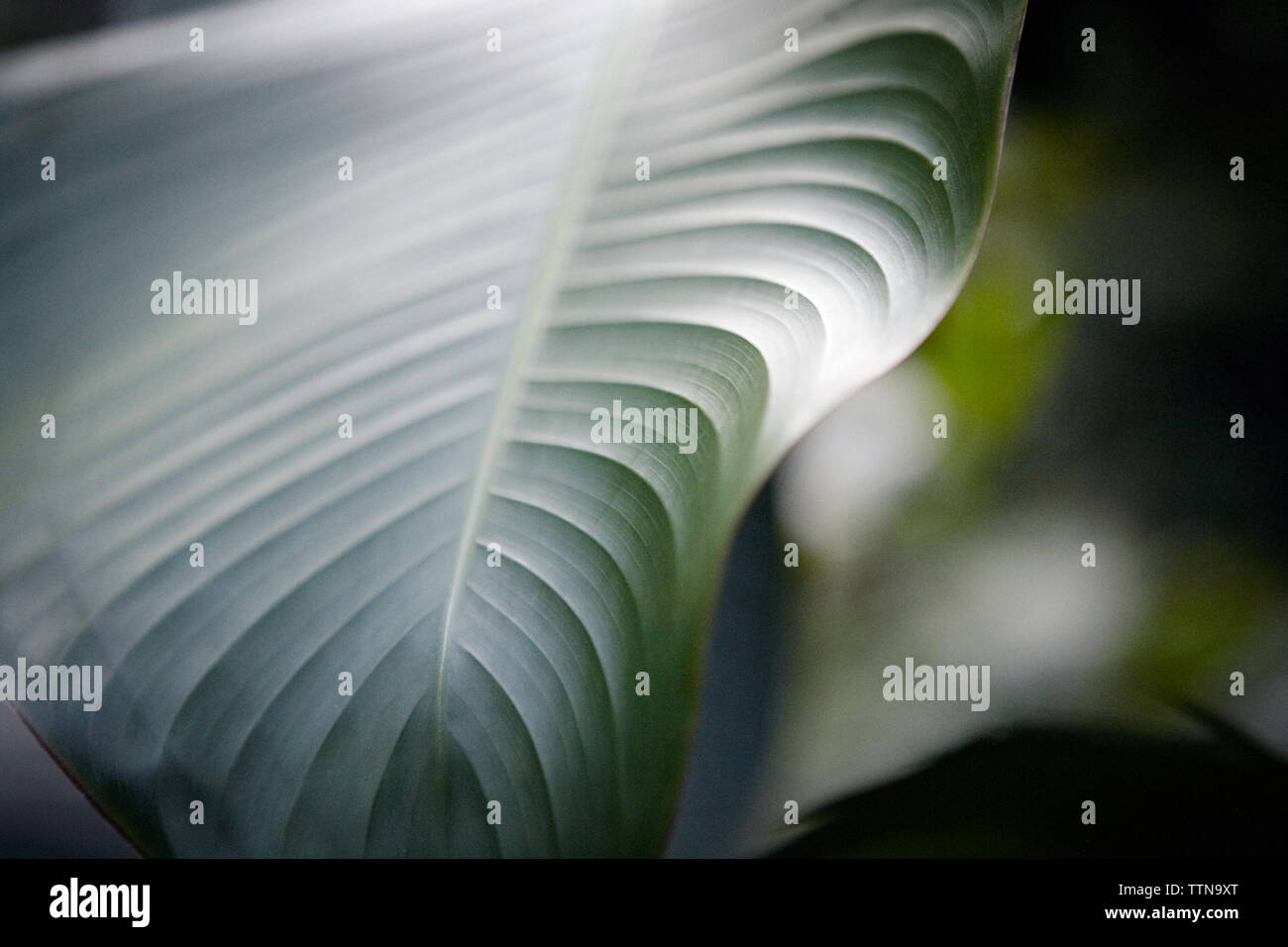 Nahaufnahme von grünen Blatt Stockfoto