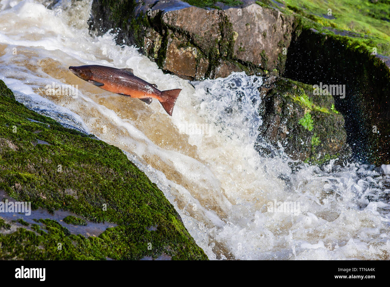 Atlantischer Lachs (Salmo Salar), der einen Wasserfall auf dem Weg zu seinem Brutplatz in dem Fluss, in dem er geboren wurde, hochspringend. Stockfoto