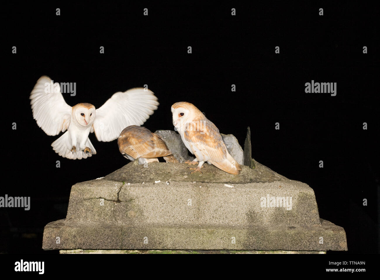 Jungtiere Scheune Owls [Tyto alba] auf dem Kamin in einem verwüstenden Häuschen, wo sie flügge wurden. Stockfoto