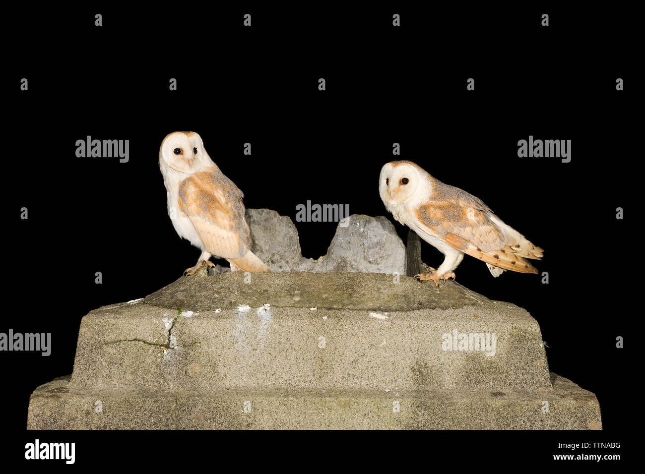 Jungtiere Scheune Owls [Tyto alba] auf dem Kamin in einem verwüstenden Häuschen, wo sie flügge wurden. Stockfoto