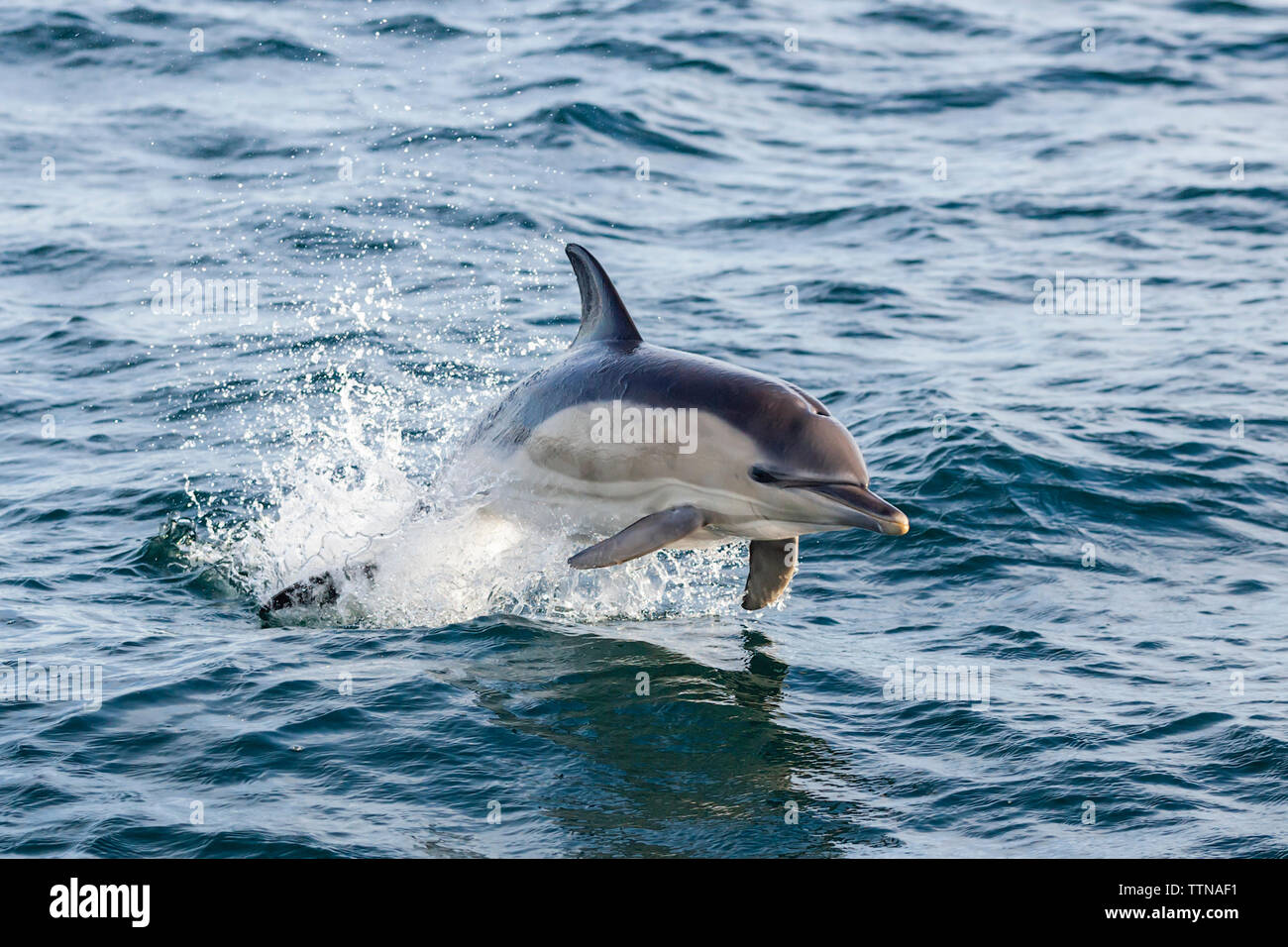 Gemeiner Delfin Stockfoto