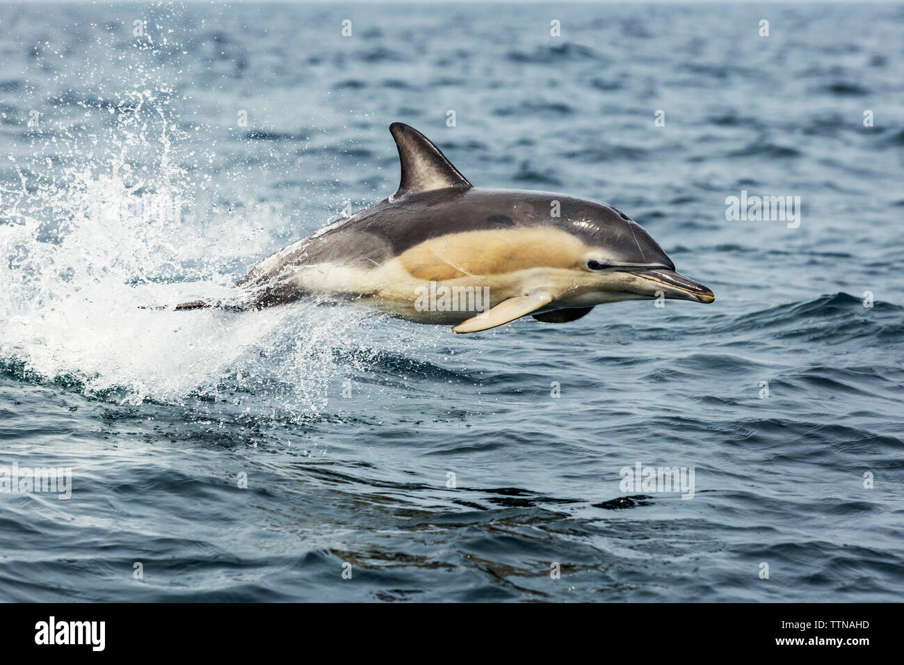 Gemeiner Delfin Stockfoto