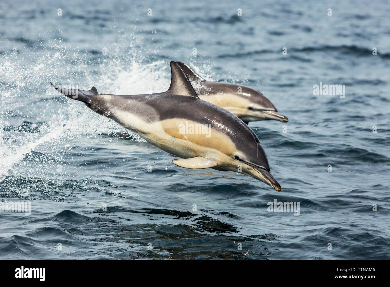Gemeine Delfine Stockfoto