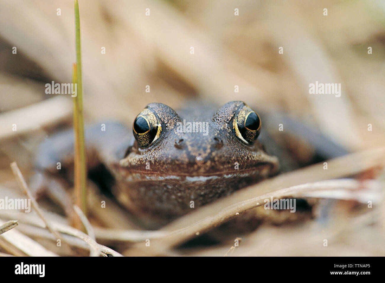 Gewöhnlicher Frosch [Rana temporaria] auf Sumpfland. Abgesehen von der Laichzeit können Frösche in Sümpfen, Feuchtgebieten und in Gärten gefunden werden. Stockfoto