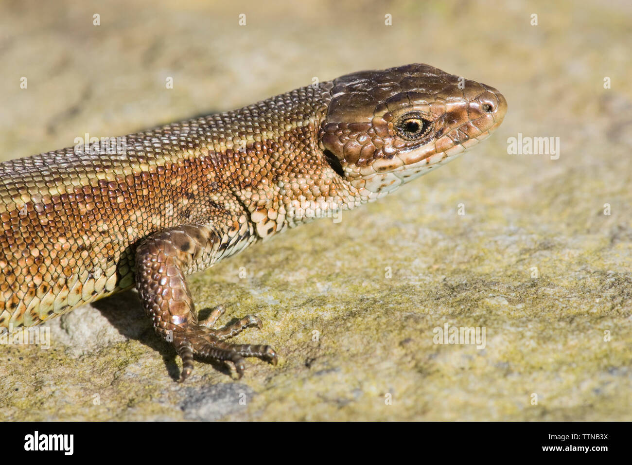 Gemeinsame Lizard oder Vivipar Eidechse [Lacerta vivipara], im County Cork, Irland fotografiert. Es ist Irlands nur native Reptil. Stockfoto