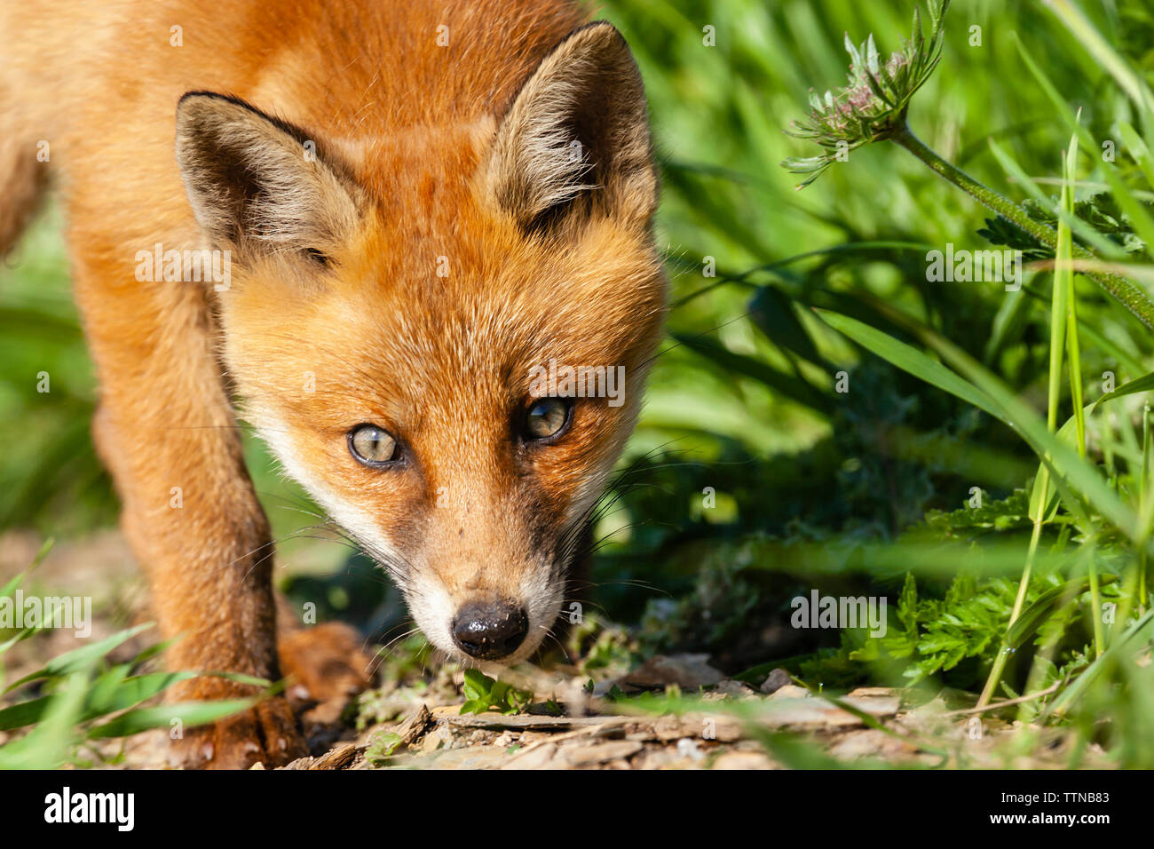 Fox Cub in der Landschaft in Irland fotografiert. Der Fuchs ist in Europa weit verbreitet und werden auch als Europäischen Red Fox bekannt. Stockfoto