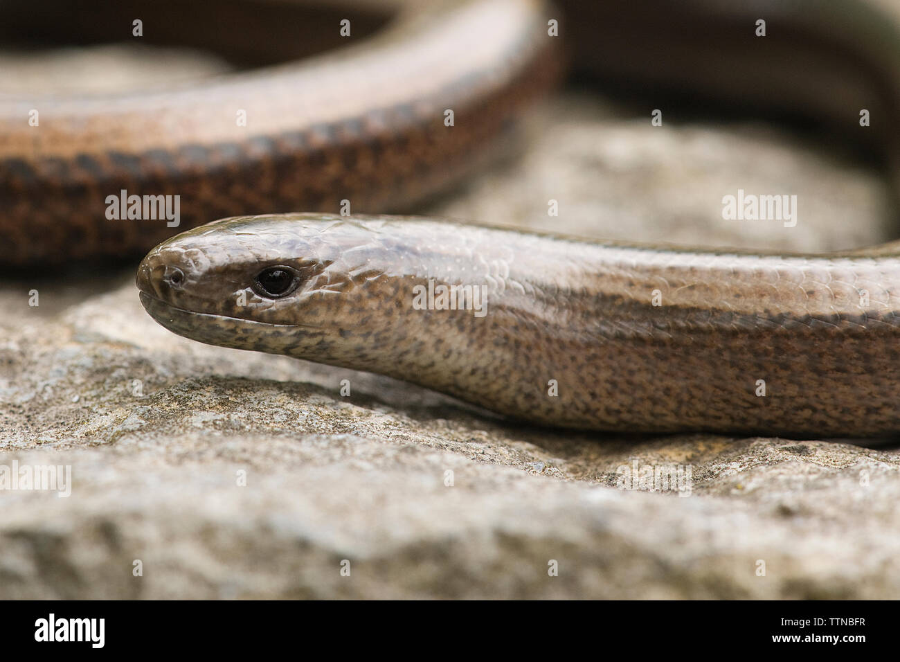 Langsam - Wurm oder Slowworm, Co. Clare, Irland. Die slowworm ist nicht aus Irland, sondern aus Großbritannien in den 1970er Jahren eingeführt worden. Stockfoto