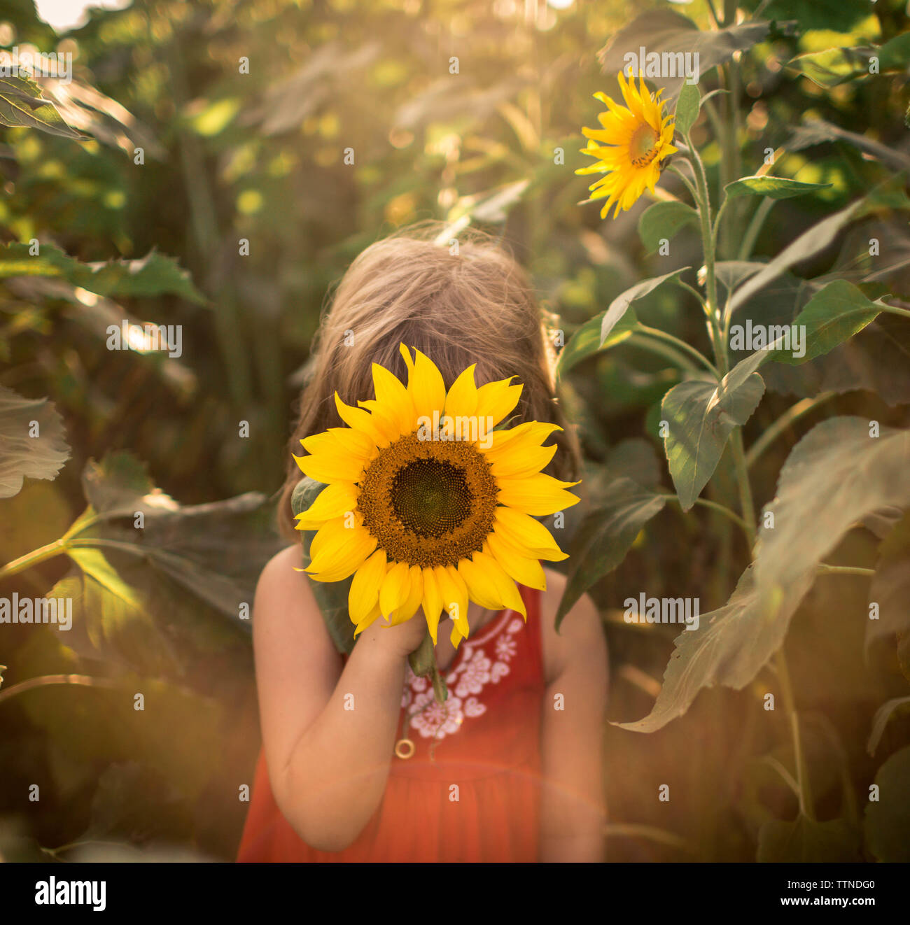 Fünf Jahre altes Mädchen im sonnenblumenfeld mit Sunflare Stockfoto