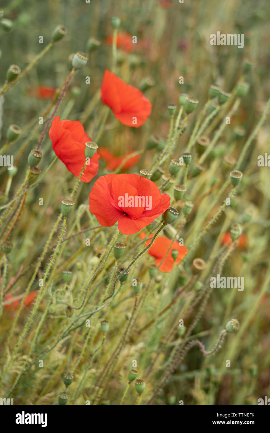 Feld Mohn (Papaver rhoeas) Stockfoto