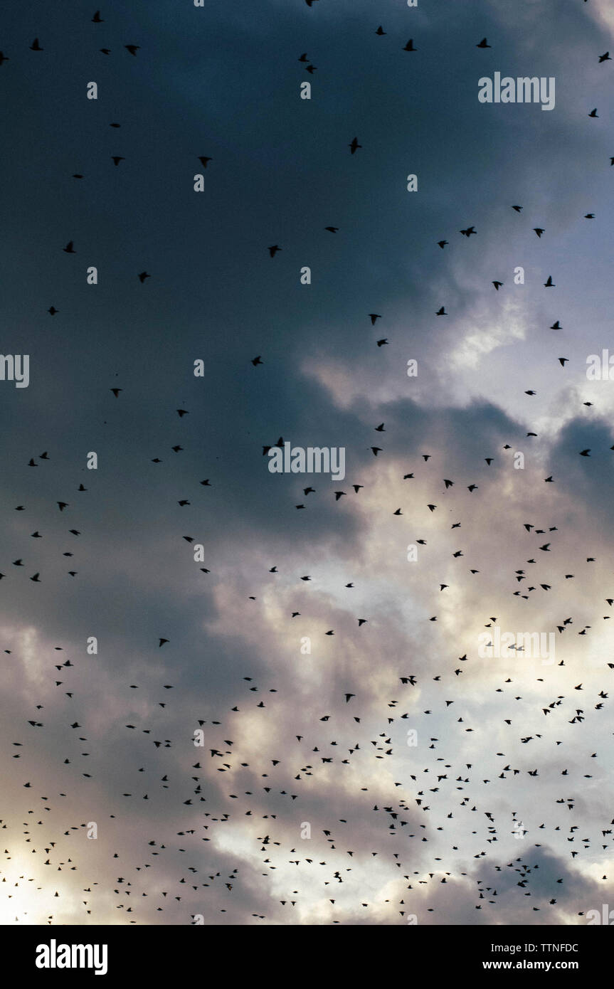 Low Angle View der Vögel fliegen gegen die stürmischen Wolken bei Sonnenuntergang Stockfoto