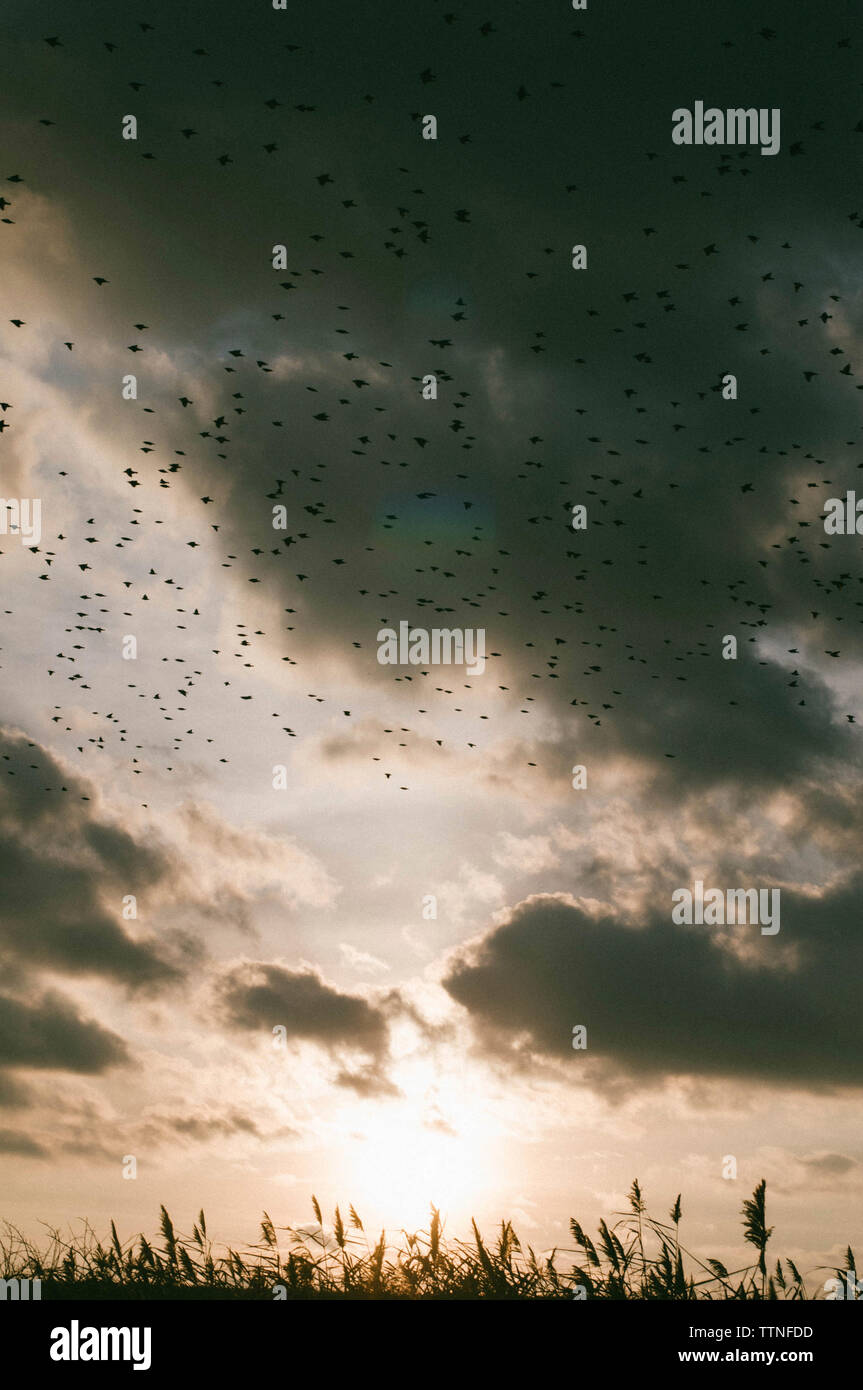 Low Angle View von Vögeln gegen bewölkter Himmel bei Sonnenuntergang fliegen Stockfoto