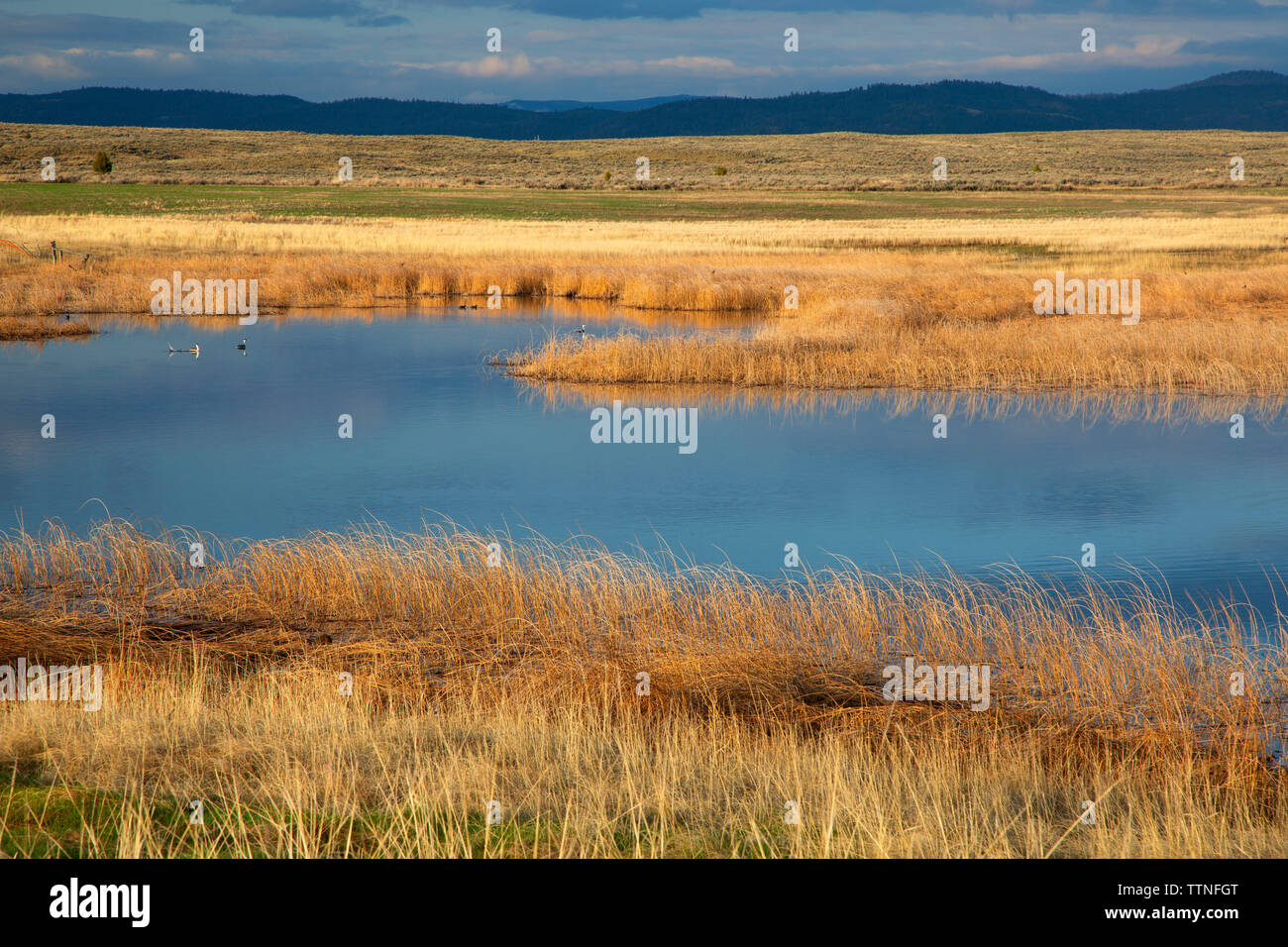 Lake Marsh, Brown's Angeln am See Access Site, Montana Stockfoto