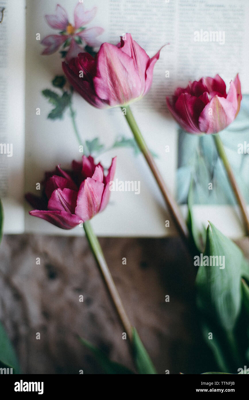 Nahaufnahme der Tulpen auf dem Buch Stockfoto