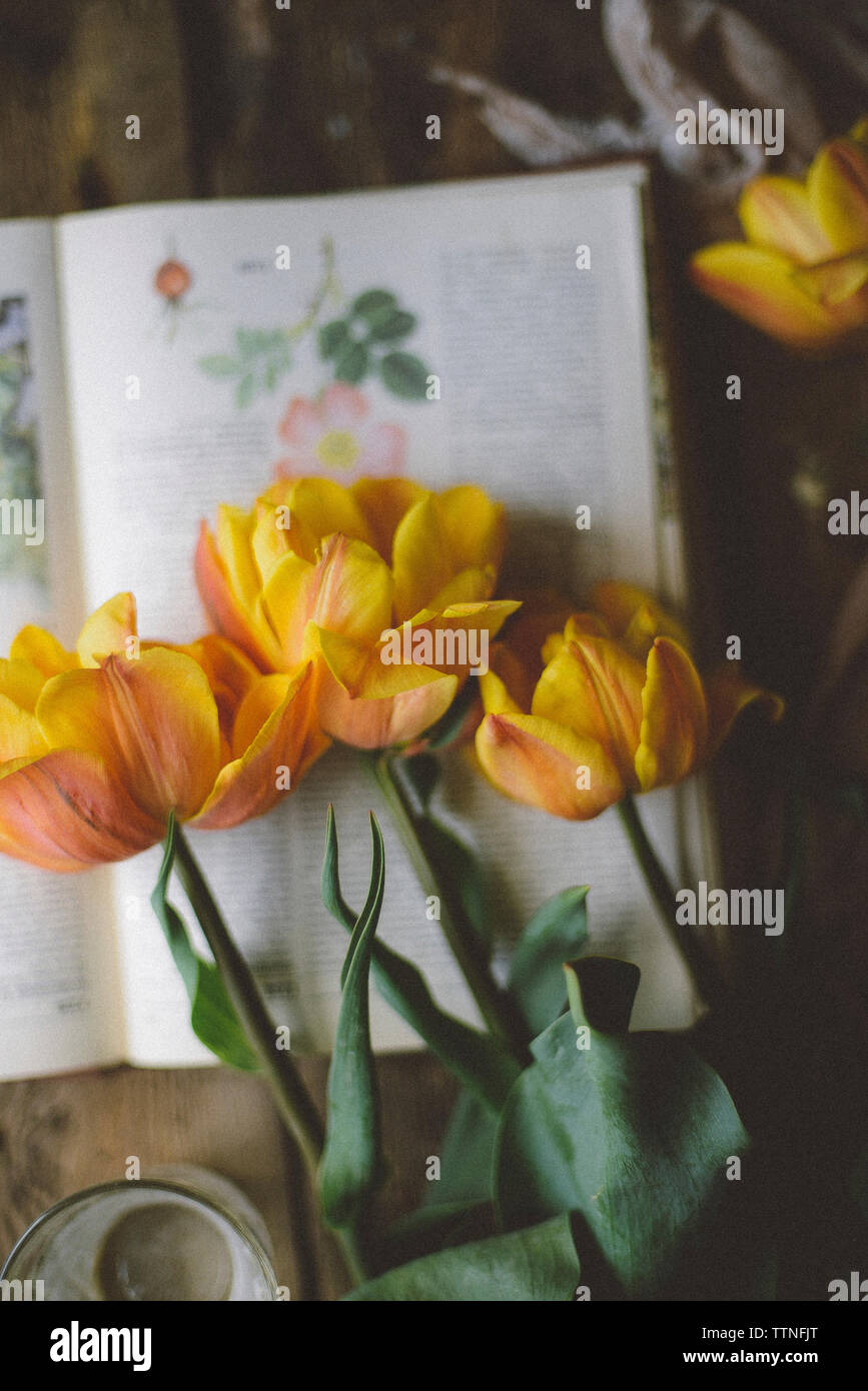 In der Nähe des gelben Tulpen auf dem Buch Stockfoto