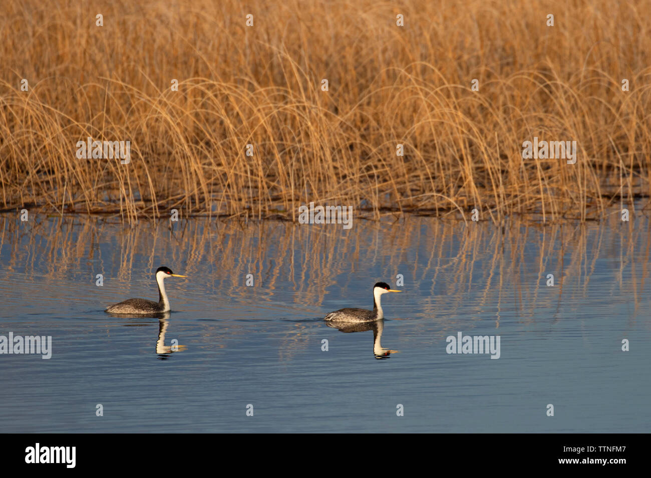 Western Grebe, Brown's Angeln am See Access Site, Montana Stockfoto