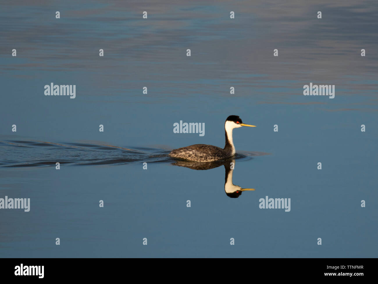 Western Grebe, Brown's Angeln am See Access Site, Montana Stockfoto