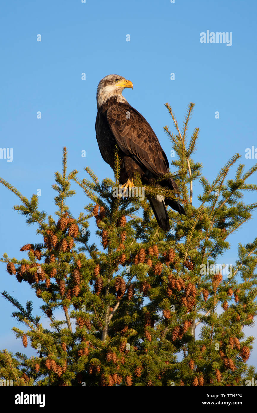 Der Weißkopfseeadler, Brown's Angeln am See Access Site, Montana Stockfoto