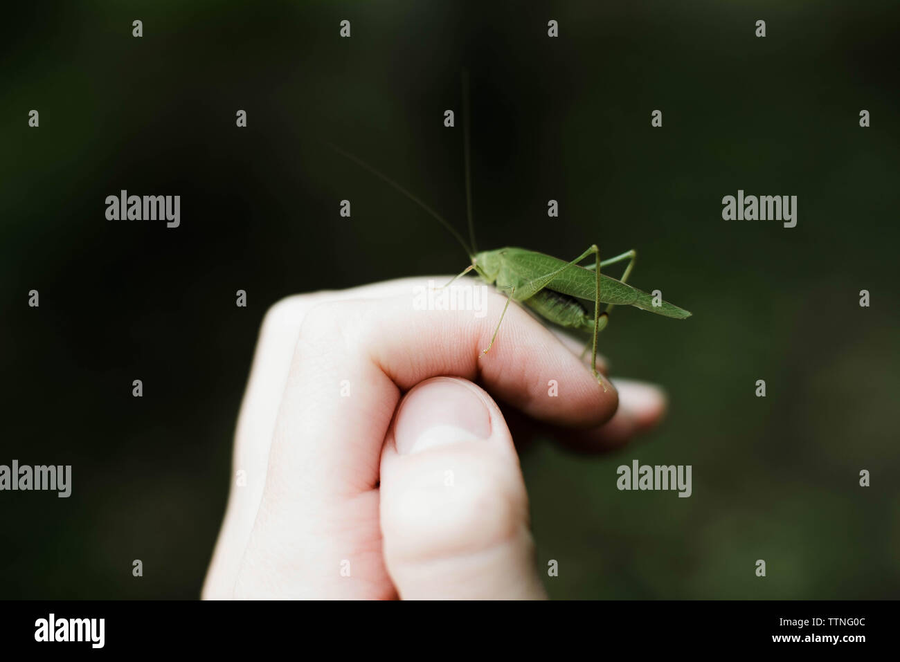 Gottesanbeterin auf einer Hand. Stockfoto