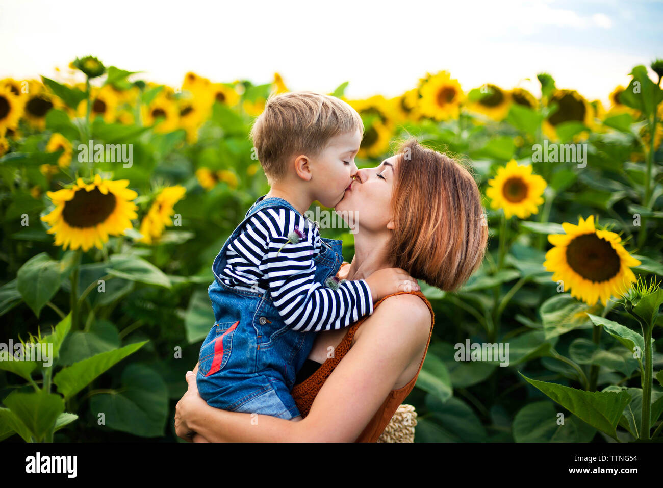 Frau und ihr Sohn inmitten Sonnenblumenfeld kiss Stockfoto