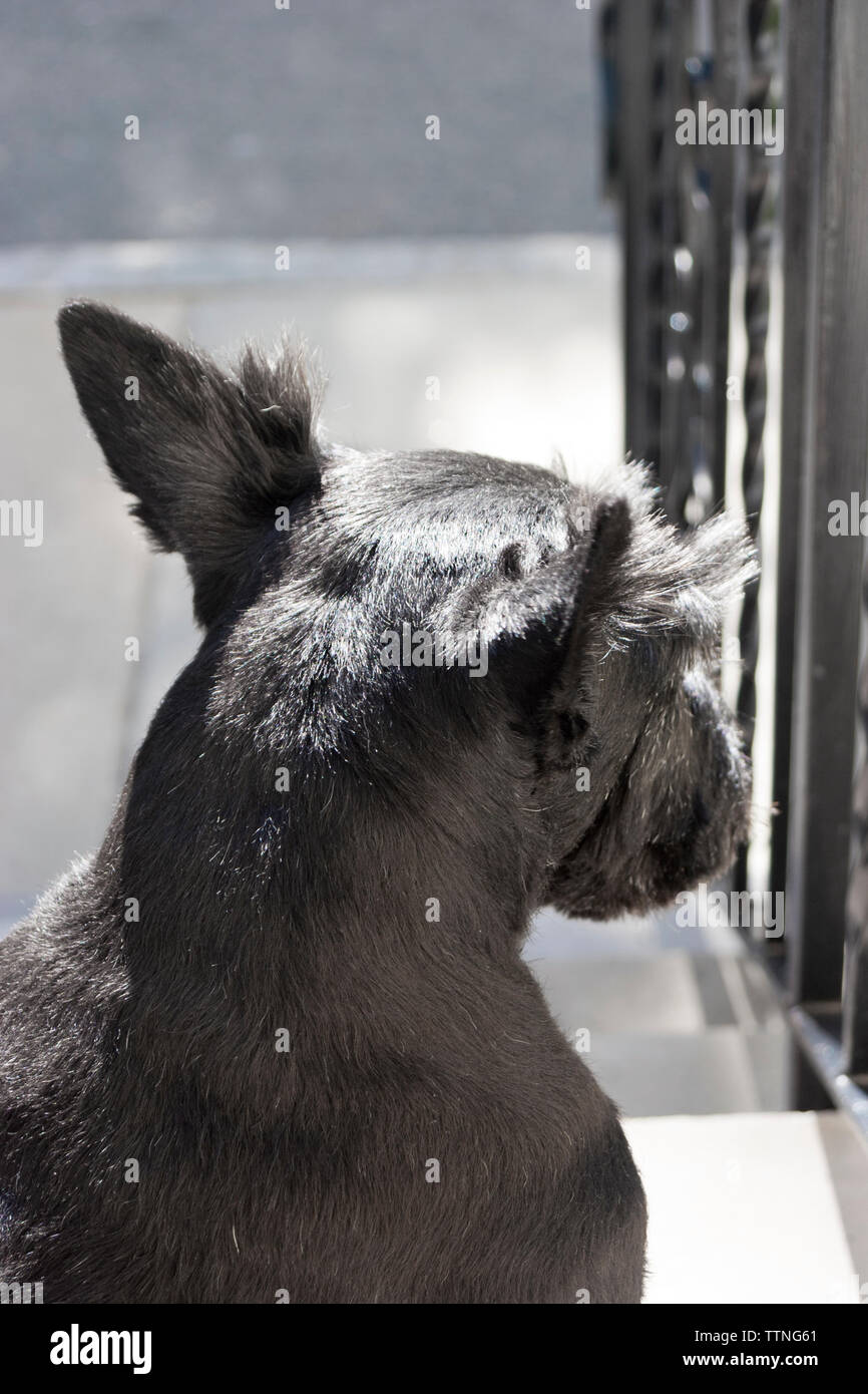 Erwachsene Frau schwarz Scottish Terrier (Scottie) Hund sitzt auf der vorderen Schritte von der Kamera entfernt und mit Blick auf die Nachbarschaft Stockfoto