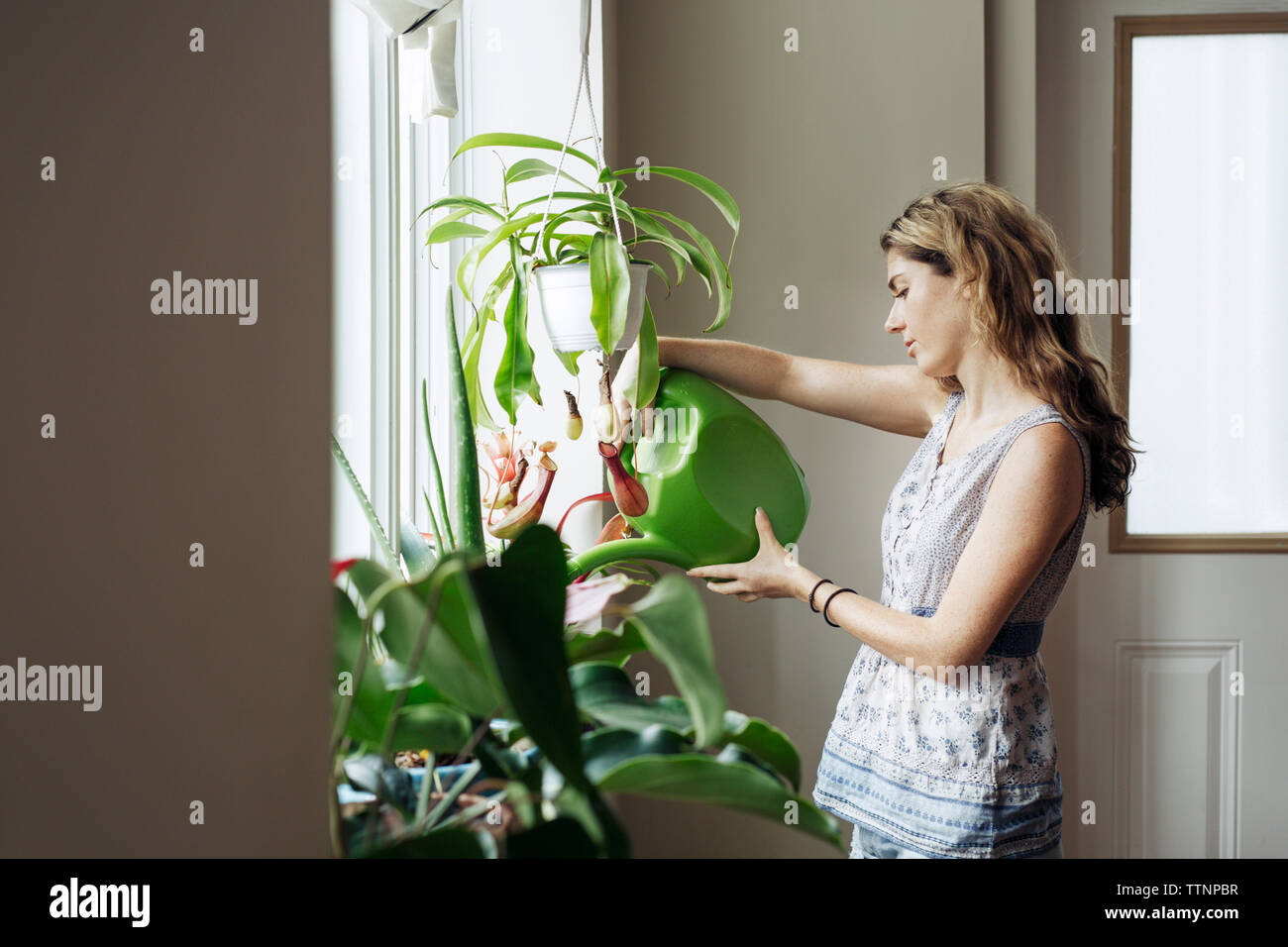 Frau Bewässerung Topfpflanzen auf dem Fenster zu Hause Stockfoto