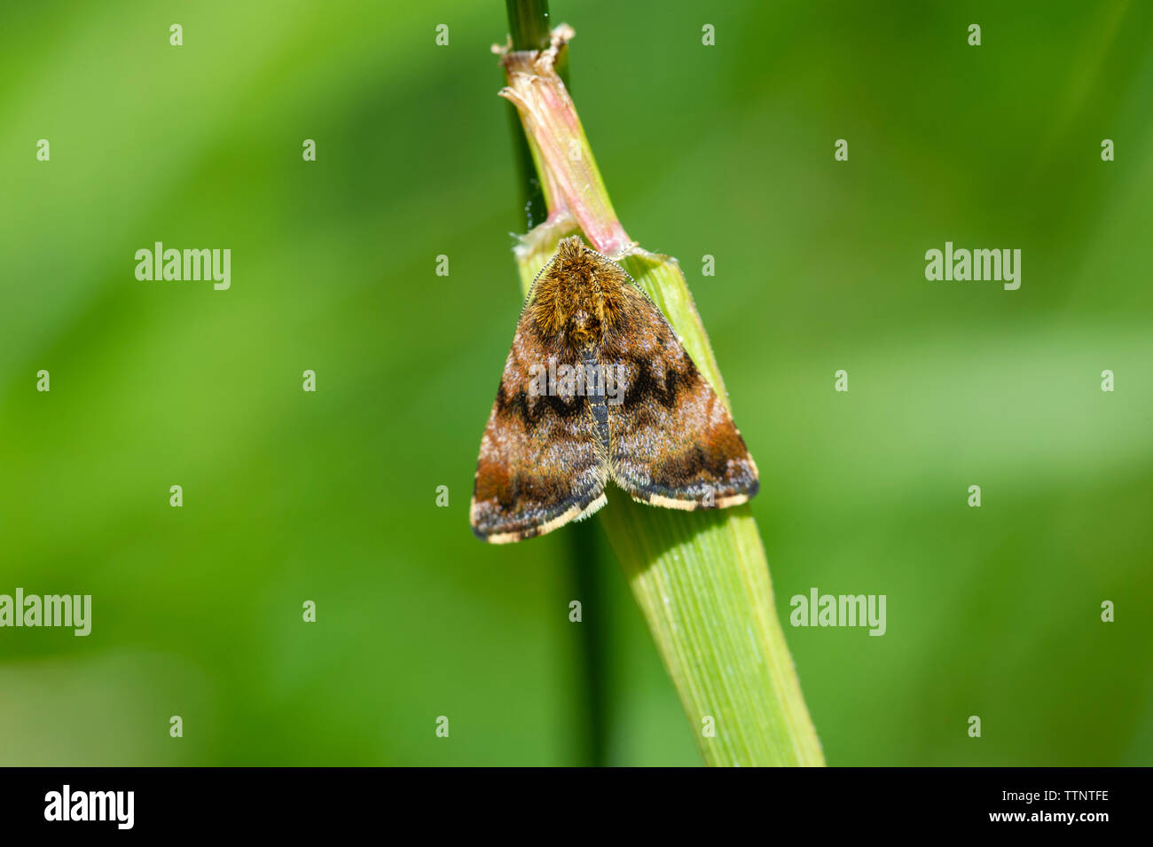 Eine kleine gelbe Underwing Motte (Panemeria tenebrata) in einer Wiese bei Tophill niedrige Nature Reserve, East Yorkshire. Stockfoto