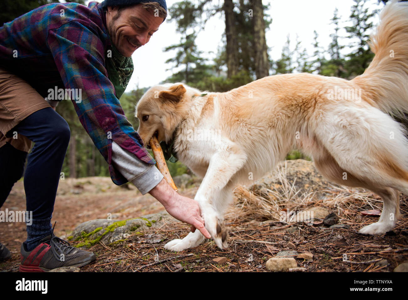 Glückliche Menschen spielen mit Hund im Wald Stockfoto