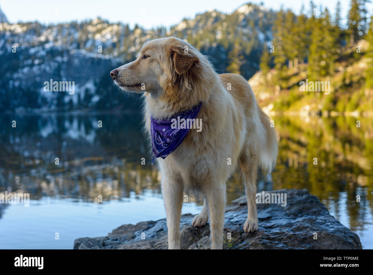 Golden Retriever wegschauen, während auf Felsen im See gegen Berg stehen Stockfoto