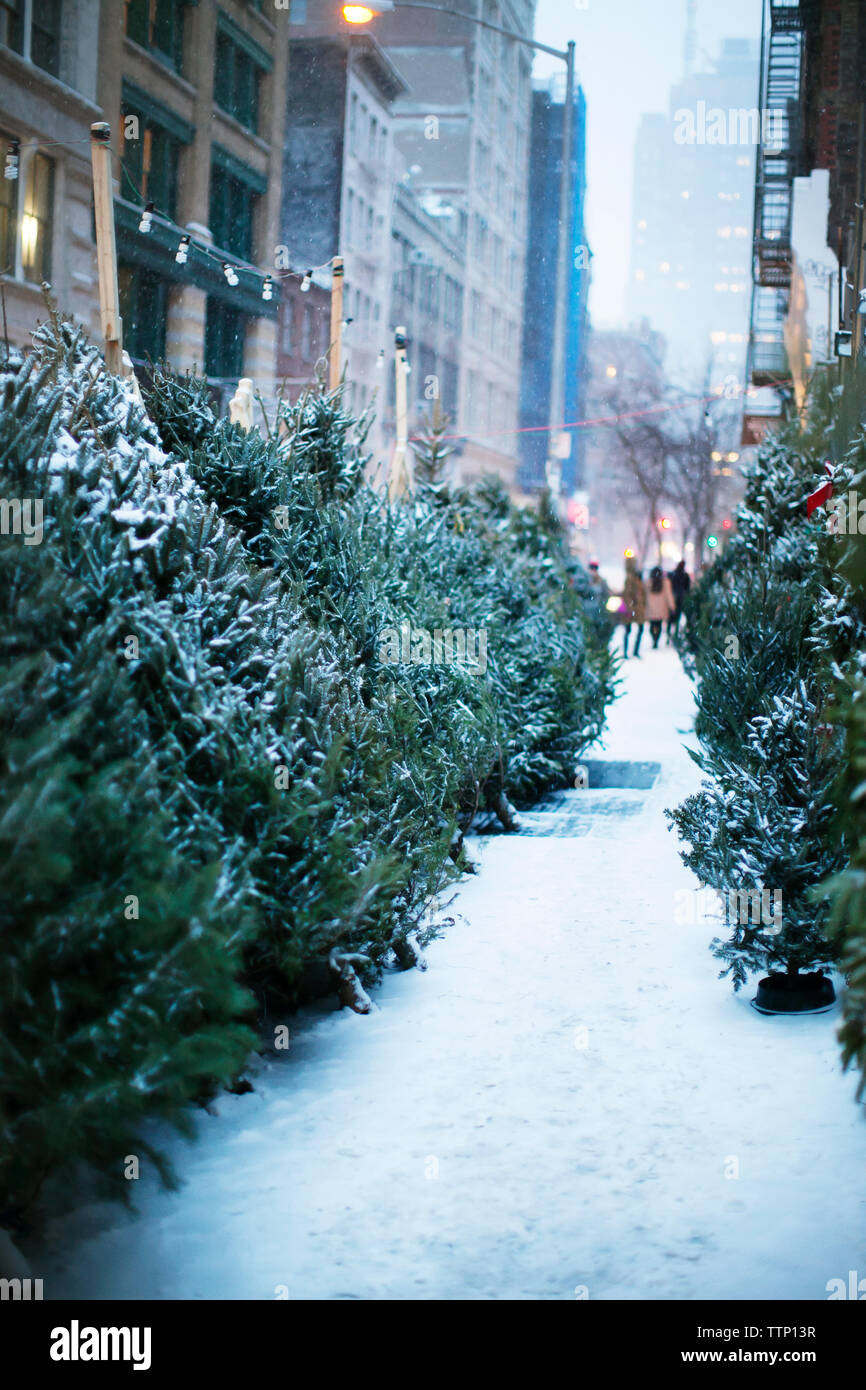 weihnachtsbäume auf schneebedeckten Fußwegen in der Stadt Stockfoto