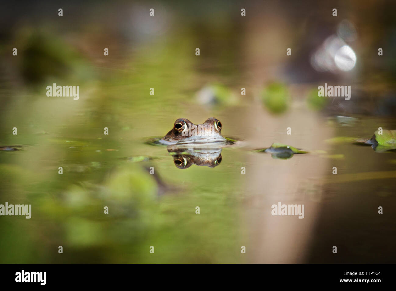Nahaufnahme der Frosch Schwimmen im See Stockfoto