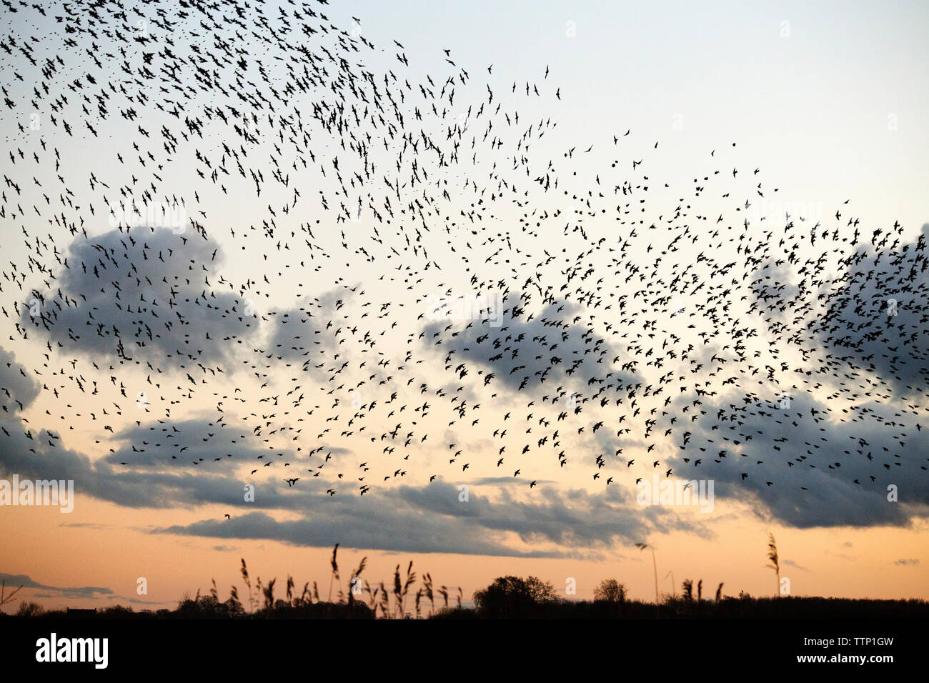 Niedrigen Winkel Ansicht der Vögel fliegen gegen Himmel bei Sonnenuntergang Stockfoto