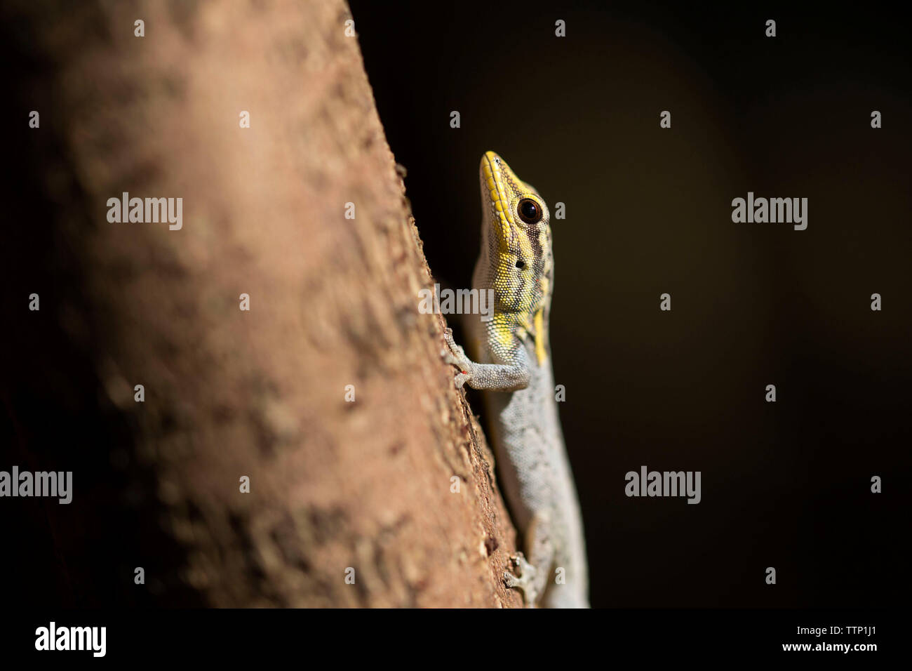 Seitenansicht in der Nähe von Lizard am Baumstamm im Wald Stockfoto