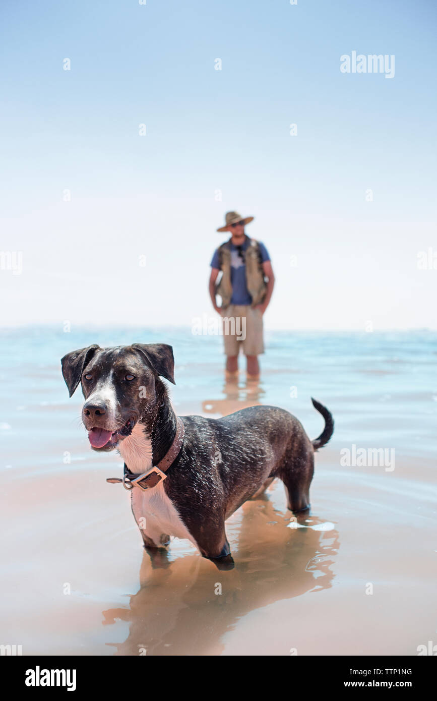 Mann mit Hund im Meer gegen Sky Stockfoto