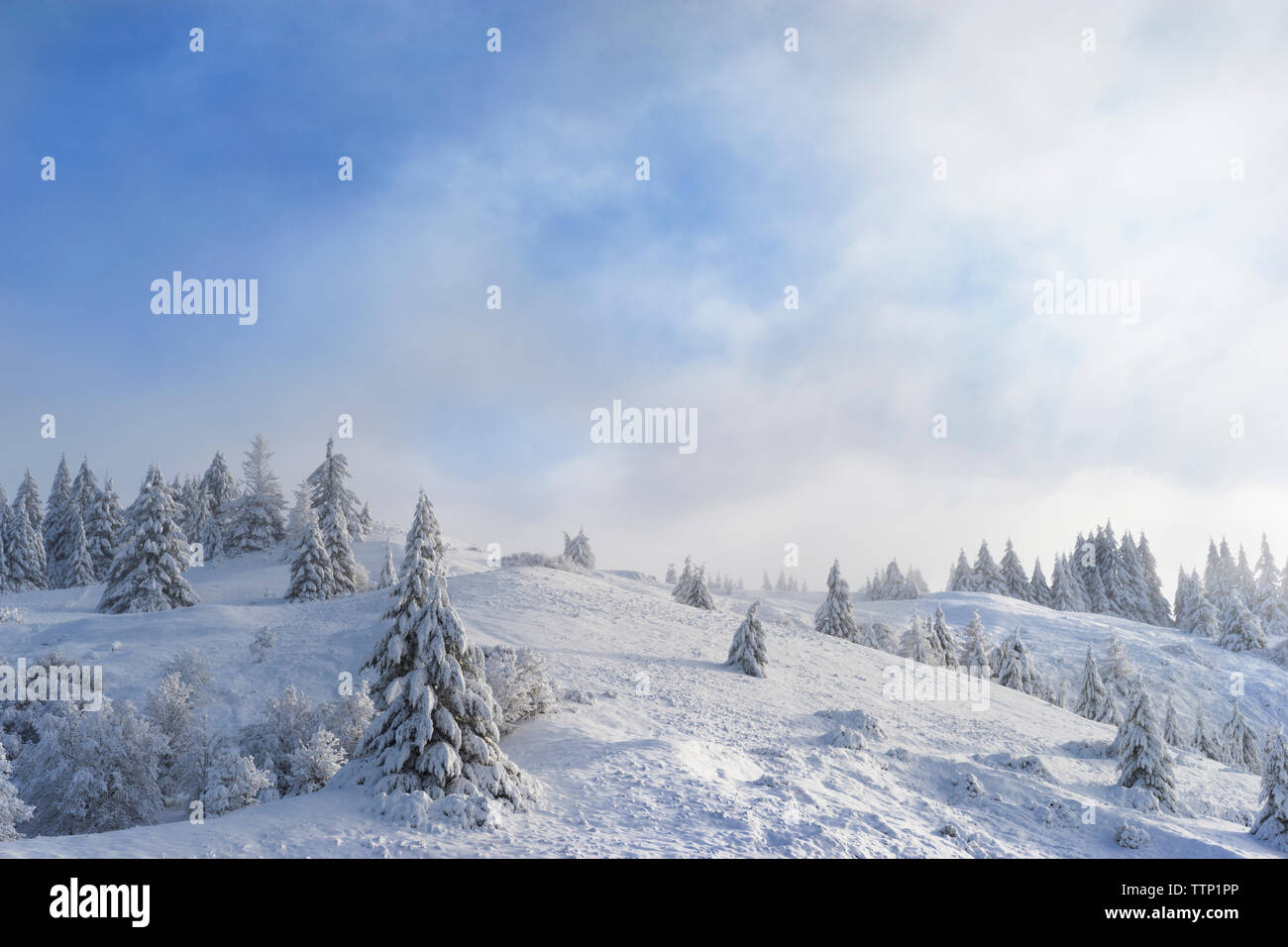 Malerischer Blick auf Pinien auf schneebedeckten Berg gegen bewölkter Himmel Stockfoto