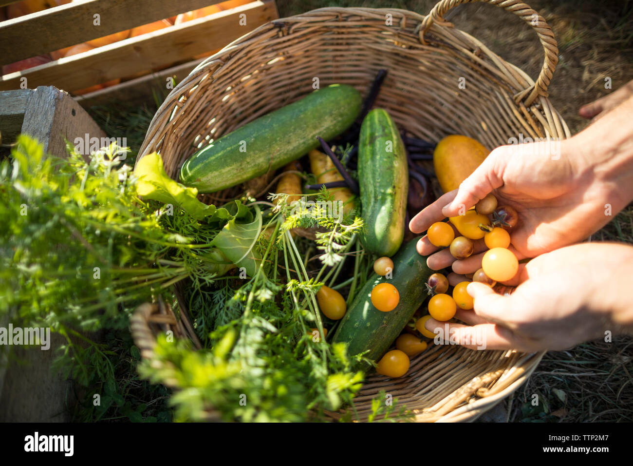 7/8 Hand des Menschen die gelbe Kirschtomaten im Warenkorb auf gemeinschaftlicher Garten Stockfoto