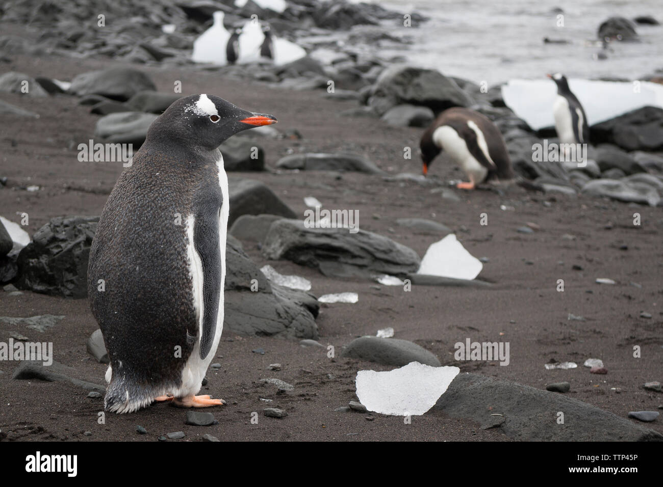 Gentoo Penguins am Ufer von See Stockfoto