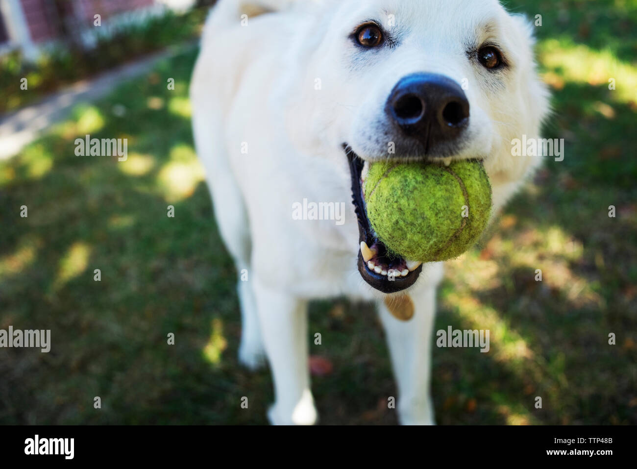 Portrait von weisser Hund mit Ball im Mund beim Stehen in Hof Stockfoto