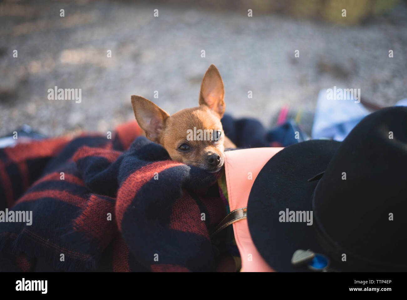 Portrait von Chihuahua in Decke gewickelt Stockfoto