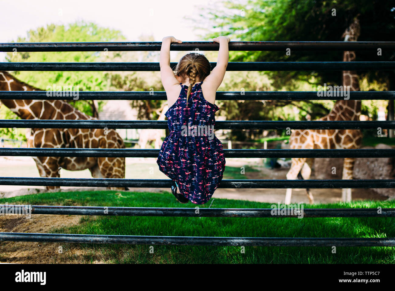 Ansicht der Rückseite des Mädchen klettern am Geländer auf Feld im Zoo Stockfoto